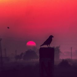 Silhouette bird perching on red rock