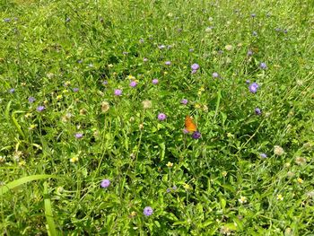 Flowers blooming in field