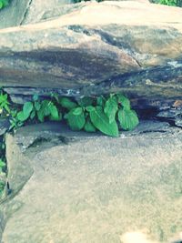 Plants growing on rocks