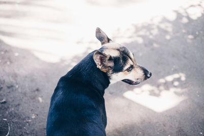 High angle view of dog looking away