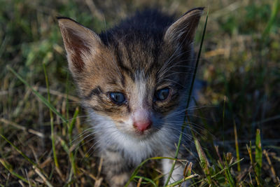 Close-up portrait of cat