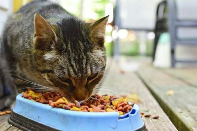 Close-up of food