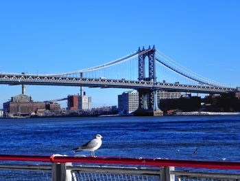 View of seagull against manhattan bridge