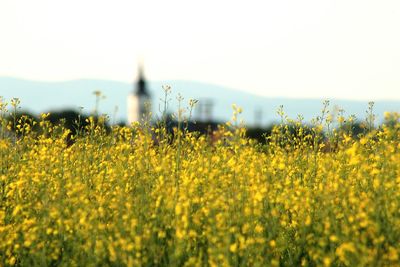 Scenic view of oilseed rape field against clear sky