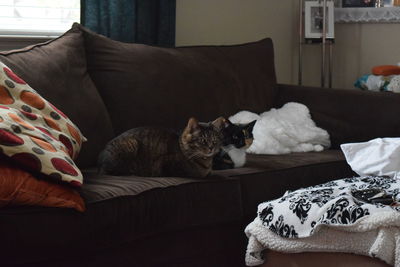 Two cats sitting on sofa