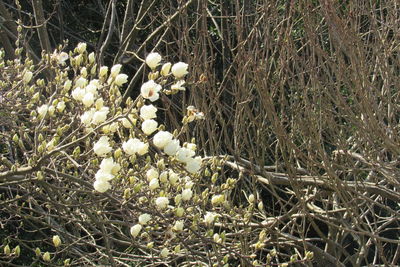 Close-up of plants growing on field