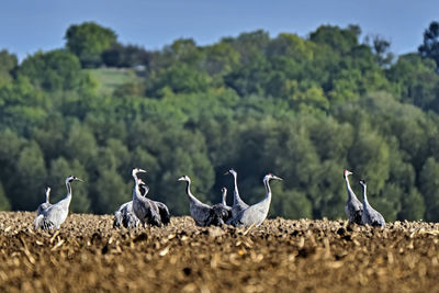 Flock of birds perching on field