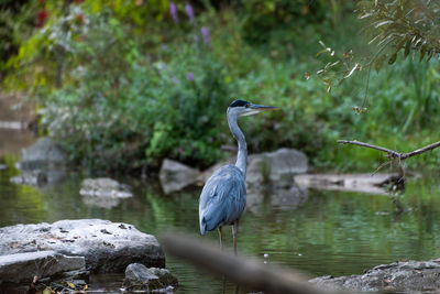 High angle view of gray heron perching on a tree