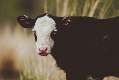 Close-up of cow