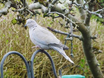 Bird perching on tree