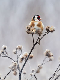 Close-up of bird perching on a plant