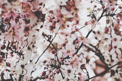 Close-up of cherry blossoms in spring