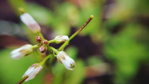 Close-up of water drops on flower