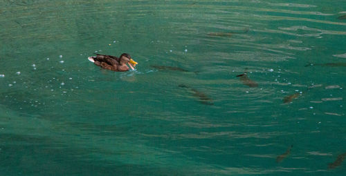 High angle view of bird swimming in lake