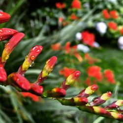 Close-up of red flower