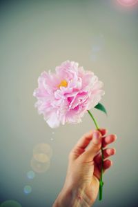 Close-up of hand holding pink flower