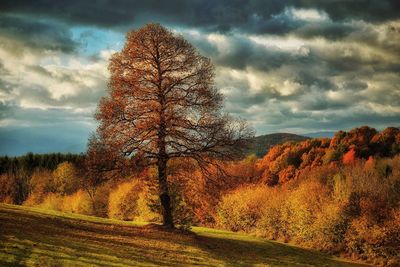 Trees on field against dramatic sky