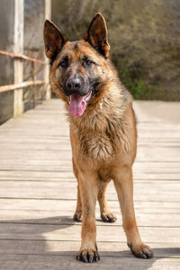 pet