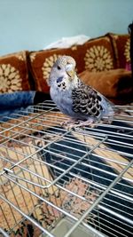 Budgerigar on cage at home