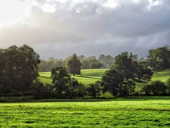 Trees on field against sky