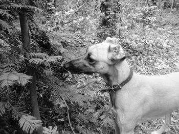 Close-up of dog on plant