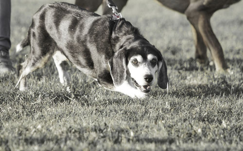 Portrait of dog running on field