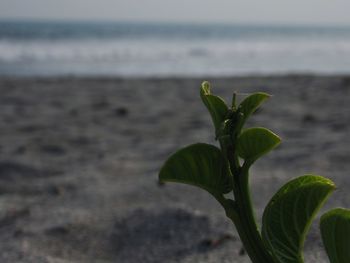 Close-up of plant growing on beach against sky