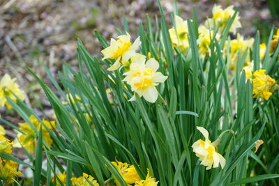 Close-up of yellow daffodil flowers in field