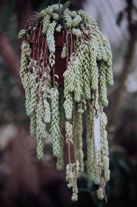 Close-up of plant against blurred background