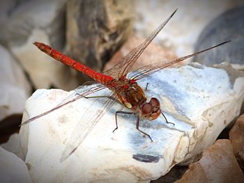 Close-up of dragonfly