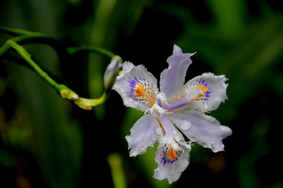 Close-up of white flowers