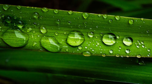 Close-up of raindrops on leaves