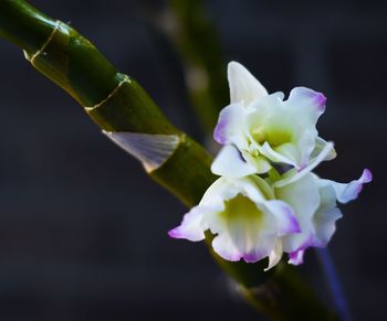 Close-up of flower against blurred background