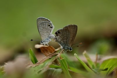 Close-up of butterfly perching on plant