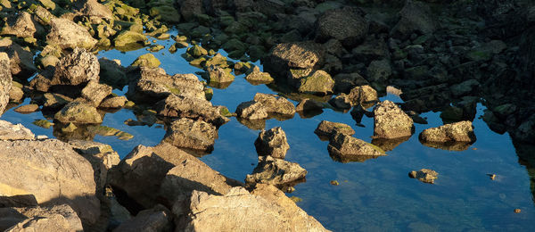 Trees on rocks