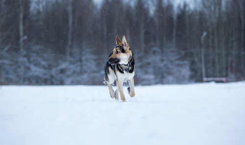 Dog running in snow