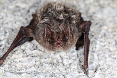 European bat western barbastelle barbastella barbastellus wintering in a cave