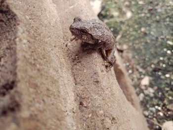 Close-up of lizard