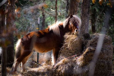 Miniature horse