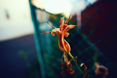 Close-up of grasshopper on flower