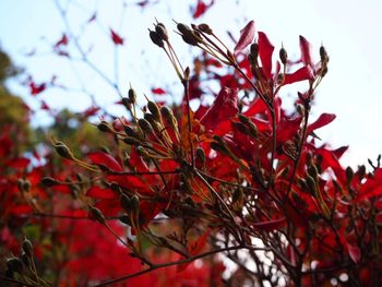 Low angle view of red leaves on tree against sky