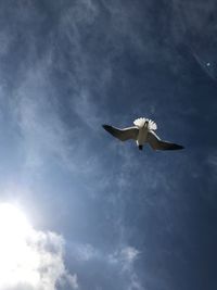 Low angle view of seagull flying against sky