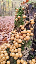 High angle view of mushrooms growing in forest