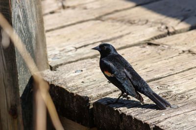 Close-up of bird perching on wooden railing