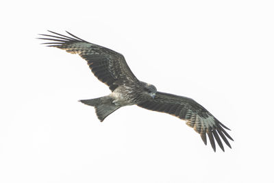 Bird flying over white background