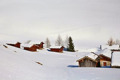 Snow covered trees in winter