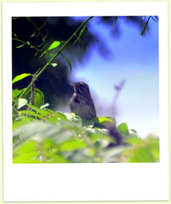 Bird perching on white background