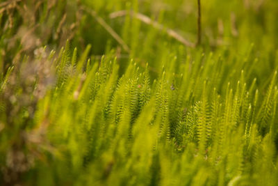 Close-up of green leaf on field