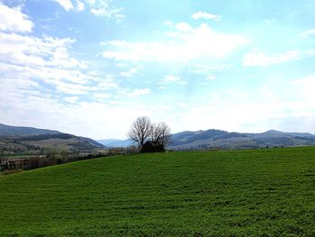 Scenic view of field against sky
