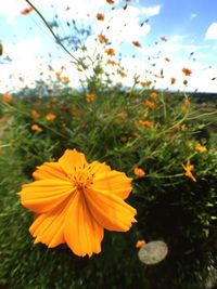 Close-up of yellow flowers blooming against sky